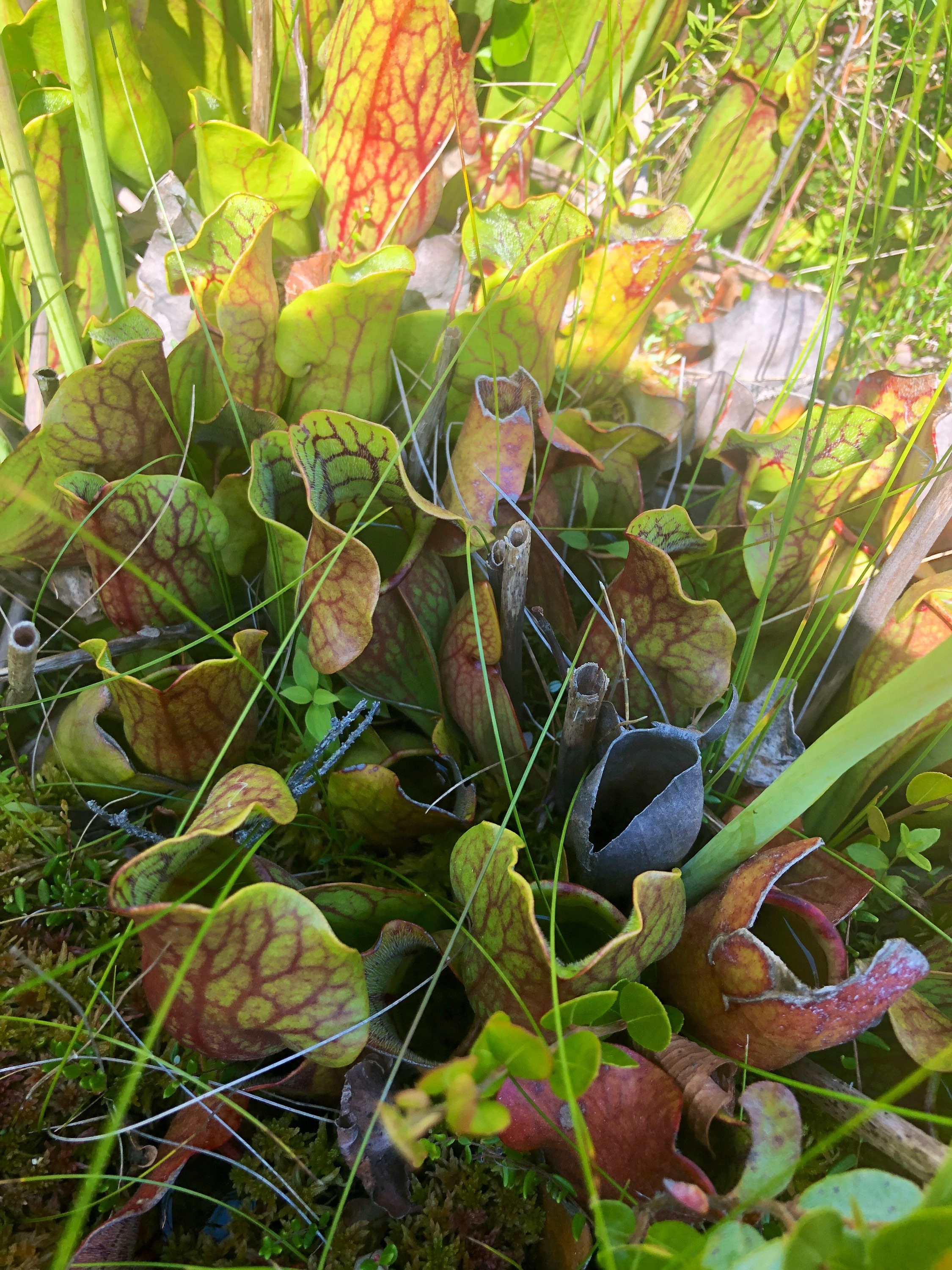 50 Purple Pitcher Plant Seeds Carnivorous Plant Northern Etsy Canada
