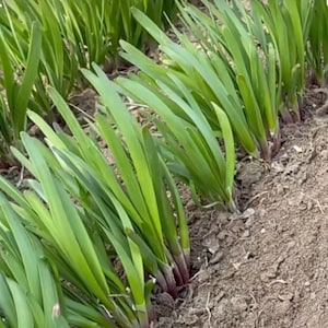 Broad leaf red root Garlic Chive / Chinese Chive seeds 紫根韭菜/ 大叶韭菜/ 宽叶韭菜