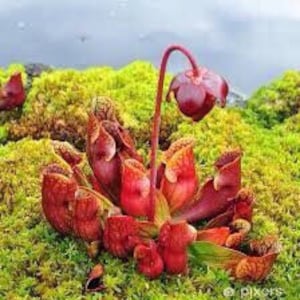 50 Purple pitcher plant seeds, Carnivorous Plant, Northern Pitcher Plant, Sarracenia purpurea, harvested in Newfoundland 2023 fresh seeds