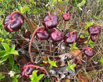50 Purple Pitcher Plant Seeds: Fresh Sarracenia Purpurea, Newfoundland