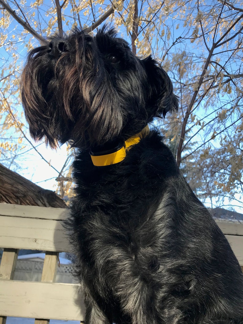 Adjustable Dog Ecollar Bungee Cord With Nickel Rose Gold Etsy Australia