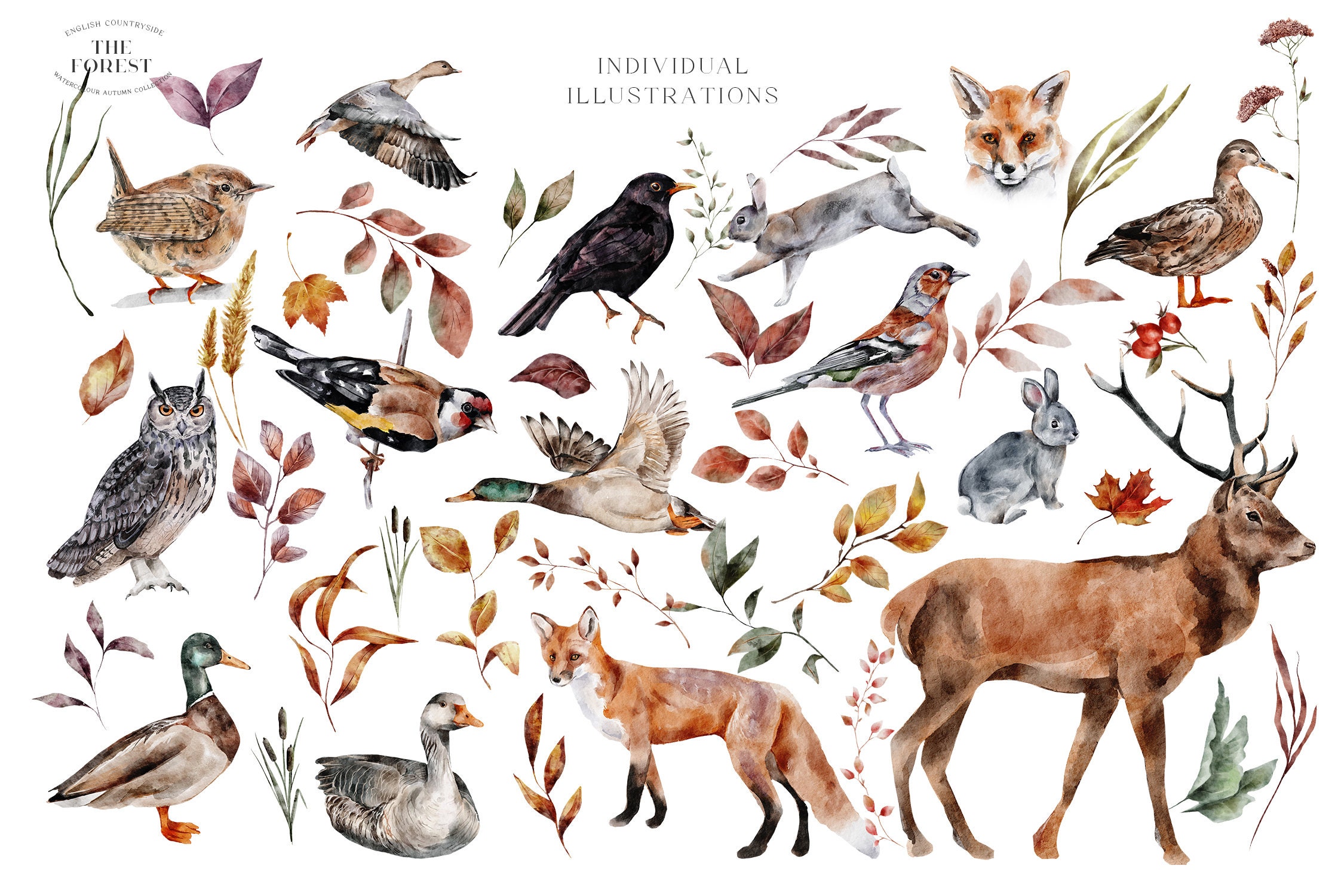 Autumn Forest Watercolor Collection | Woodland Animals Birds | Birds of ...