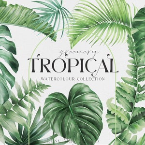 Tropische Dschungelblätter | Palmenblatt | Bananenblatt | Farnblätter | Regenwald grün | Tropical Vibes | Monstera Aquarell | Dschungel PNG