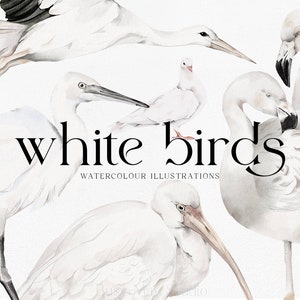 Exotische Vögel Aquarell Illustrationen | Weiße Vögel Clip Art | Flamingo Weiße Taube Bilder | Aquarell Exotische Vögel | Weißes Ibis Bild PNG