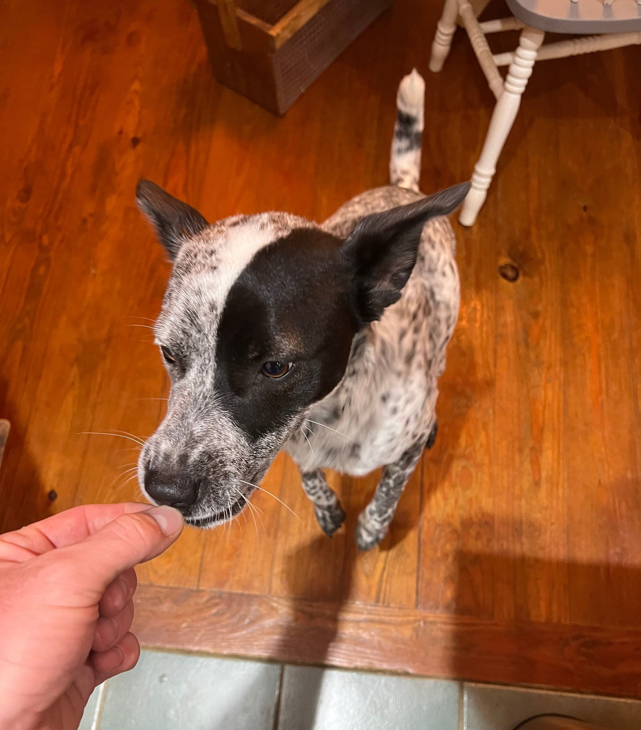 Dehydrated Chicken Liver Dog Treats Etsy