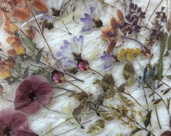 May include: A collection of dried flowers and foliage, including purple, brown, and yellow blooms, arranged on a clear sheet. The flowers are taped down with small pieces of tan tape, creating a layered effect. The background is a soft, white, textured surface.