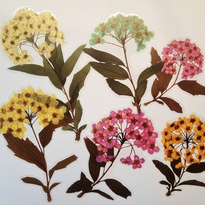 Set XXL Cerisier Sauvage transparent - Sticker transparent Bujo Cerisier Été Décoration Balcon Vase