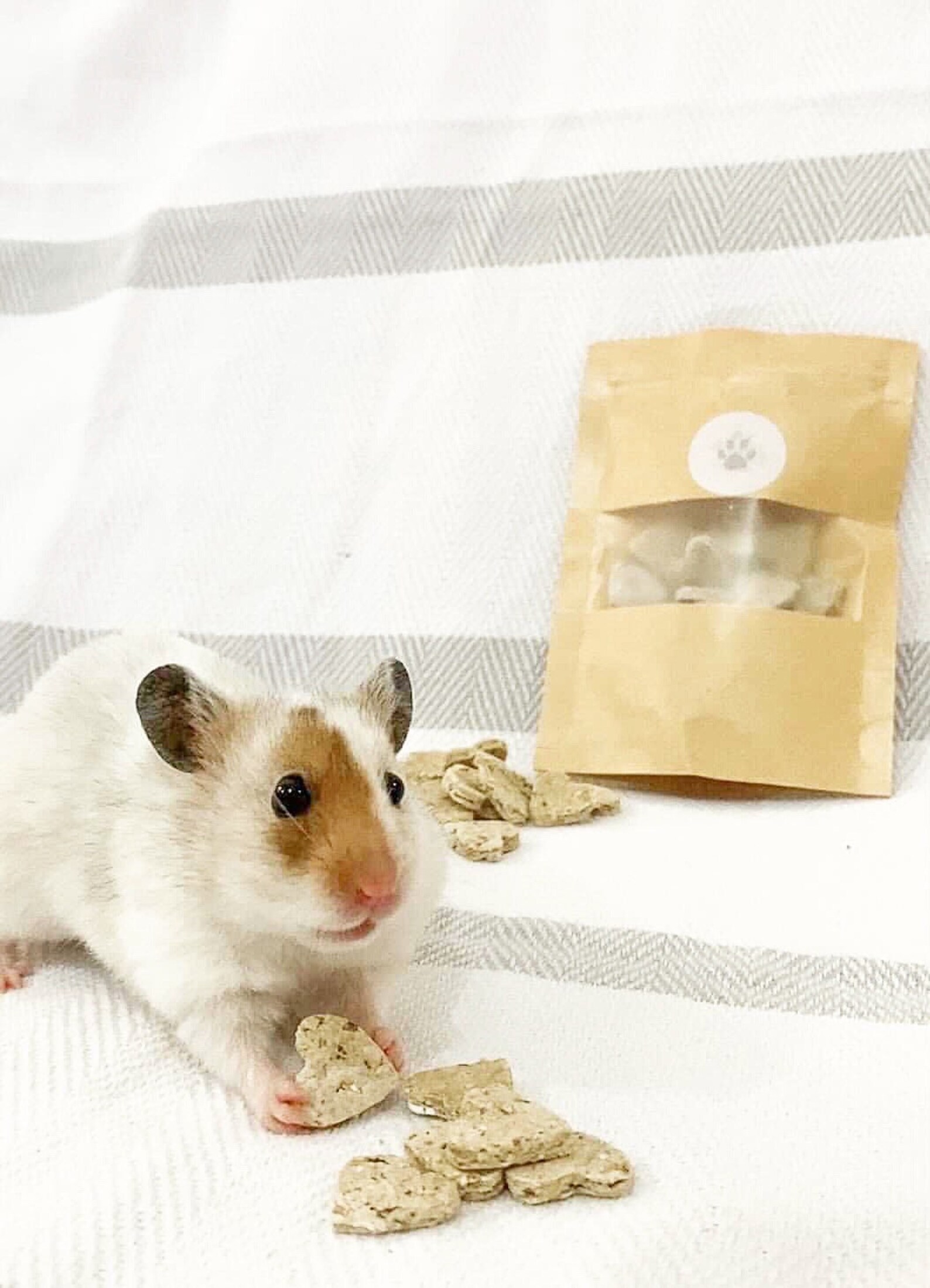 Mealworm Treats Hamster Treats Dried Mealworms Dwarf Etsy