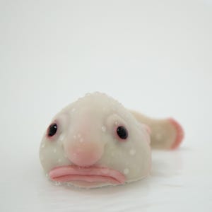 May include: A close-up of a blobfish, a deep-sea fish known for its gelatinous appearance and sad-looking face. The fish is white with a pink nose and small black eyes.