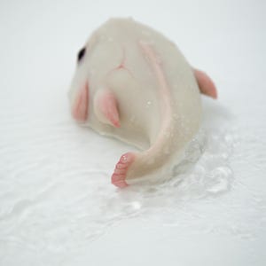 May include: A white fish with pink fins and a white background. The fish is lying on its side with its tail in the air.