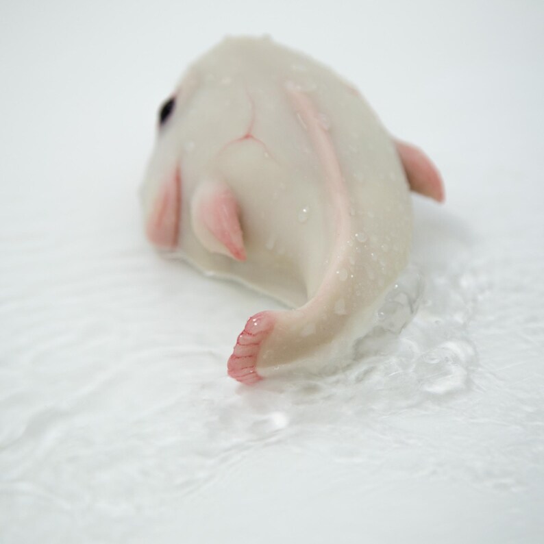 May include: A white fish with pink fins and a white background. The fish is lying on its side with its tail in the air.