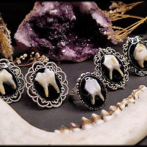 Puede incluir: Varios anillos con un diente engastado en un óvalo negro, enmarcado por un diseño de filigrana plateada. Los dientes son de color blanquecino natural. Los anillos se exhiben con una mandíbula y un cristal púrpura en el fondo.