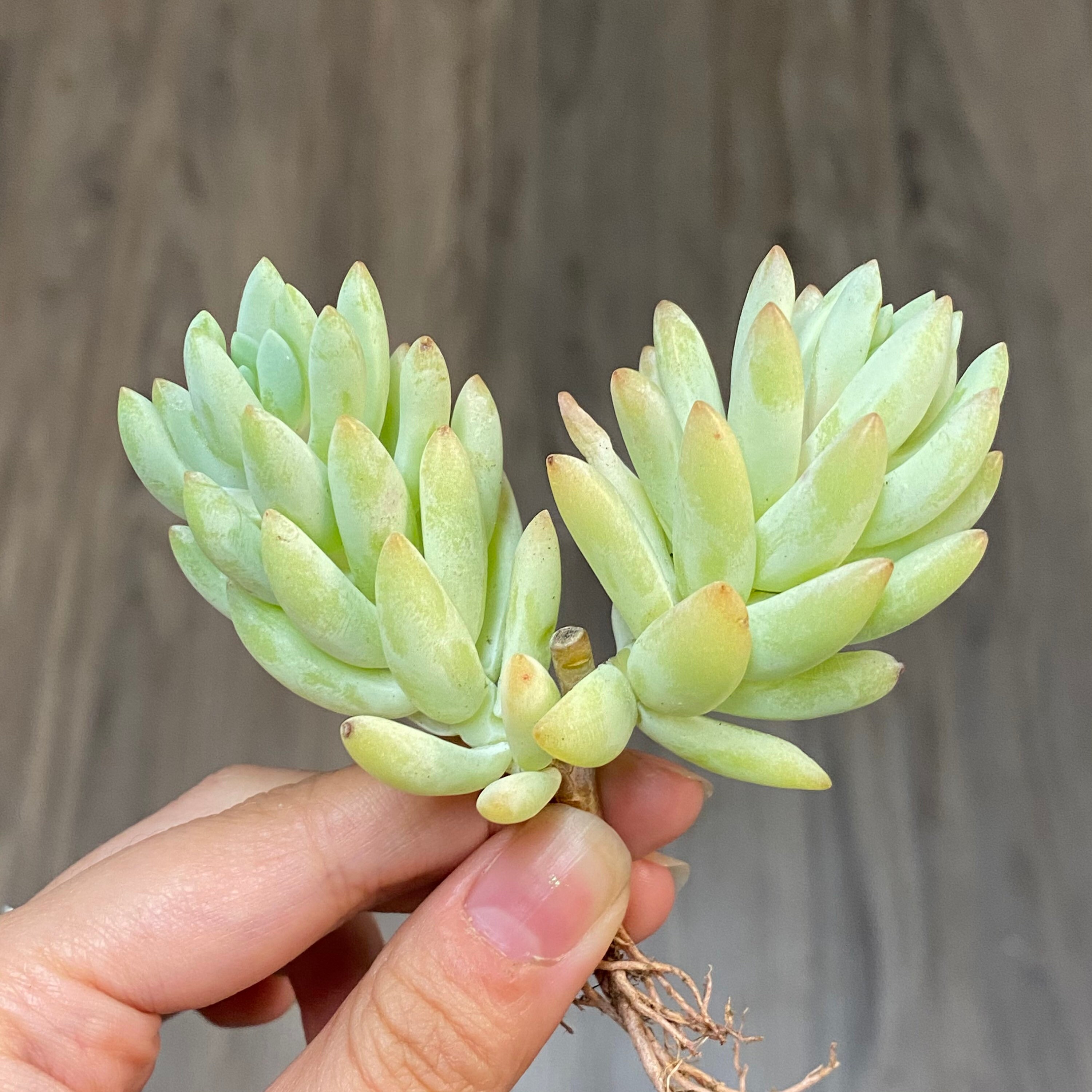 Succulent Sedeveria Silver Frost Etsy