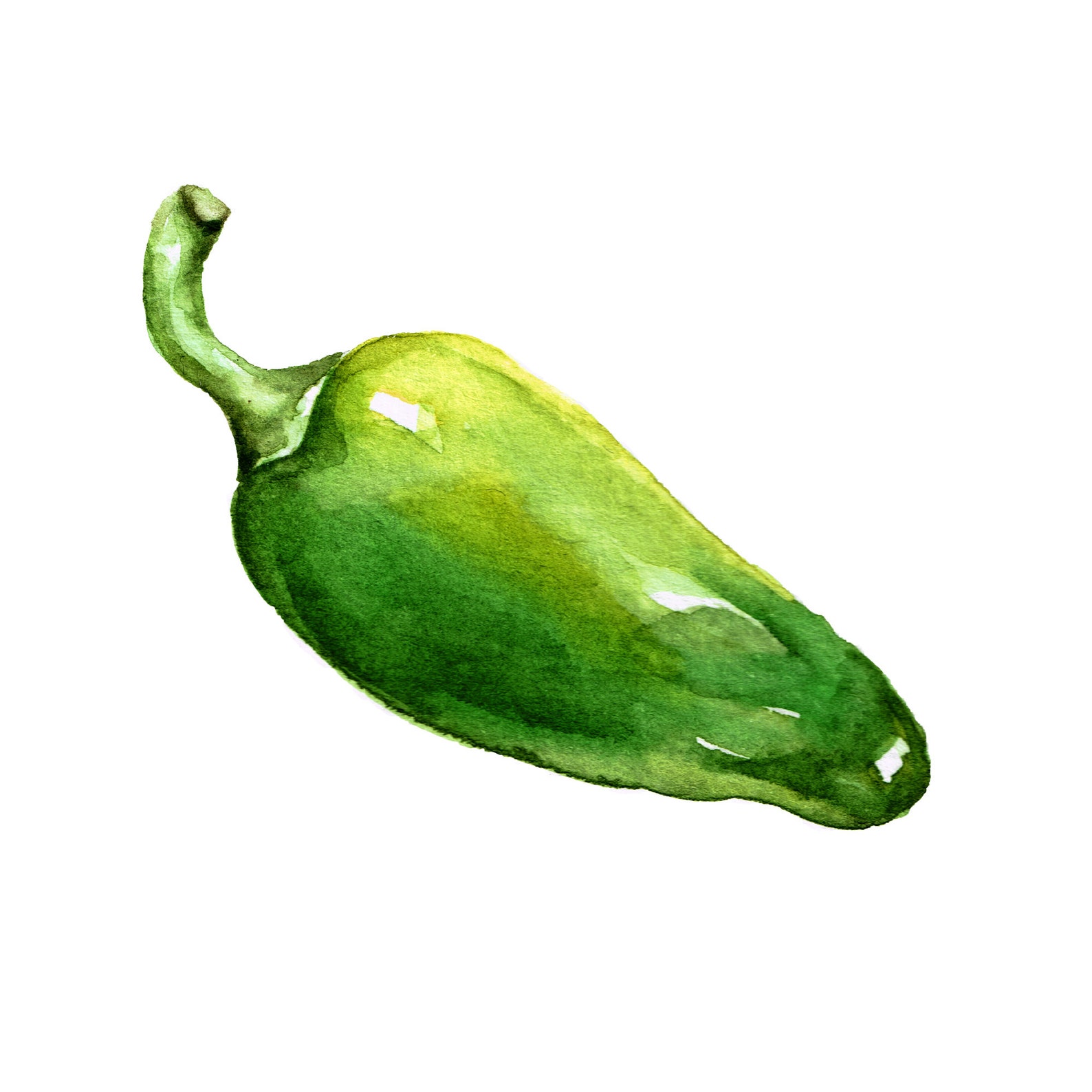 Green Jalapeño Pepper Watercolor Art Small Jalapeño Painting Etsy