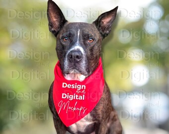 Cane Bandana Mockup / Red Dog Bandana Mockup / Cane Mockup / Cane Mockup con vero cane / Triangle Dog Bandana Mockup / Tie On Dog Bandana