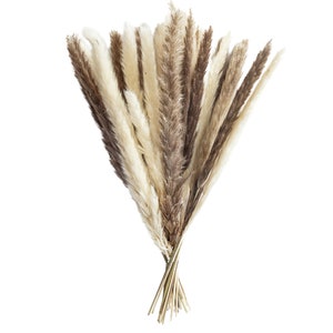 May include: A bunch of dried pampas grass in shades of brown and white. The stems are bundled together at the base.