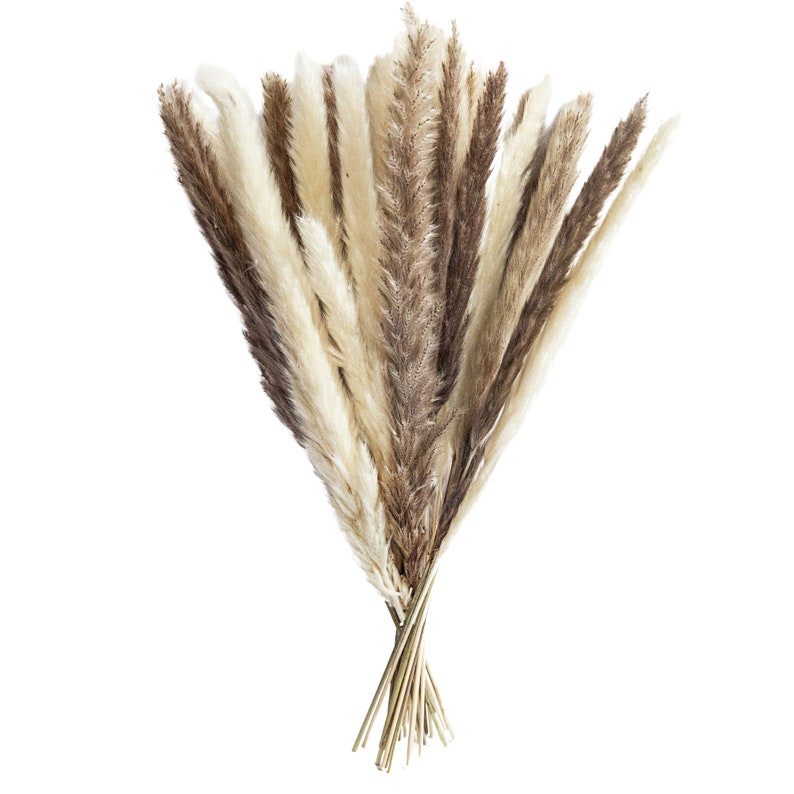 May include: A bunch of dried pampas grass in shades of brown and white. The stems are bundled together at the base.