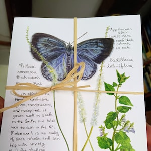 12 Native Herbs to Nurture cards (all different) & recycled envelopes: prints of paintings by Daisy Hebb