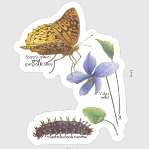May include: A sticker featuring a watercolour illustration of a great spangled fritillary butterfly, a violet flower, and a caterpillar. The sticker is 7.1 cm wide and 8.9 cm tall. The text "Speyeria cybele / great spangled fritillary" and "Viola / violet" are included in the image.
