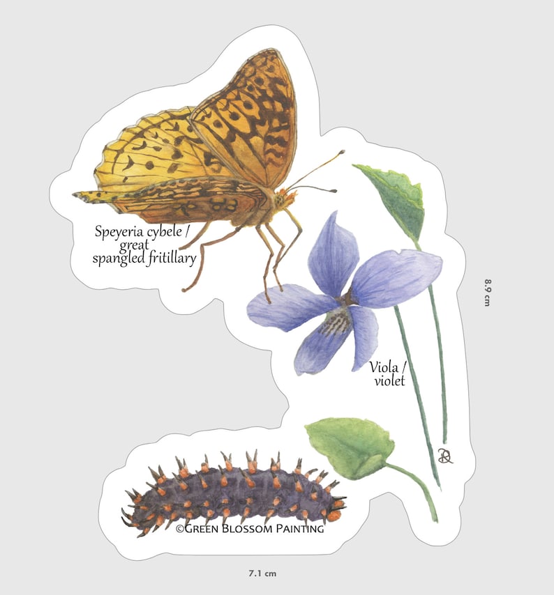 May include: A sticker featuring a watercolour illustration of a great spangled fritillary butterfly, a violet flower, and a caterpillar. The sticker is 7.1 cm wide and 8.9 cm tall. The text "Speyeria cybele / great spangled fritillary" and "Viola / violet" are included in the image.