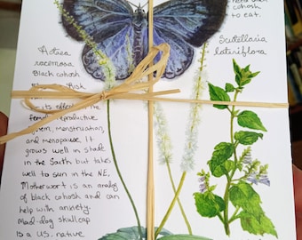 12 different Native Herbs to Nurture cards,  Botanical watercolors with recycled envelopes