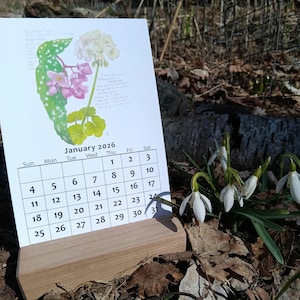 May include: A white calendar with the month of January 2026 displayed. The calendar is on a wooden stand and is surrounded by snowdrops, a type of white flower.