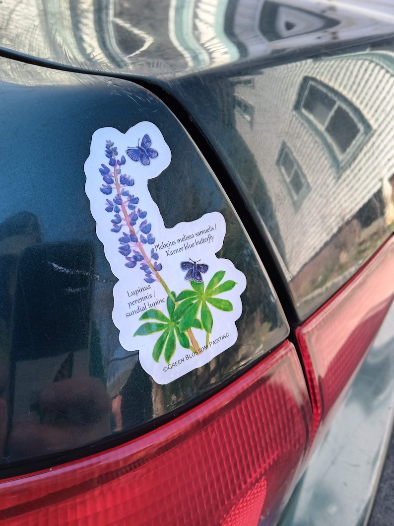 May include: A sticker featuring a watercolour illustration of a lupine flower and a Karner blue butterfly. The sticker has the text "Lupinus perennis/sundial lupine" and "Plebejus melissa samuelis/Karner blue butterfly" and the copyright "GREEN BLOSSOM PAINTING".
