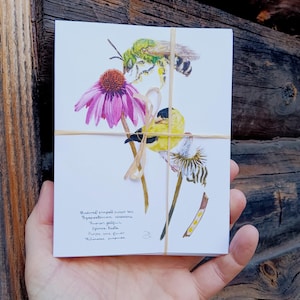 12 Bees Needs cards (all different) with bee/bloom pairings by Nicholas Dorian, PhD, paintings and design by Daisy Hebb