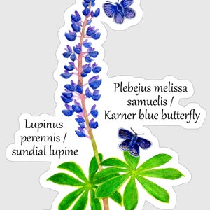 May include: A watercolour illustration of a blue Karner blue butterfly and a purple lupine flower with green leaves. The text "Lupinus perennis / sundial lupine" and "Plebejus melissa samuelis / Karner blue butterfly" is written below the image. The text "&copy;GREEN BLOSSOM PAINTING" is written at the bottom of the image.