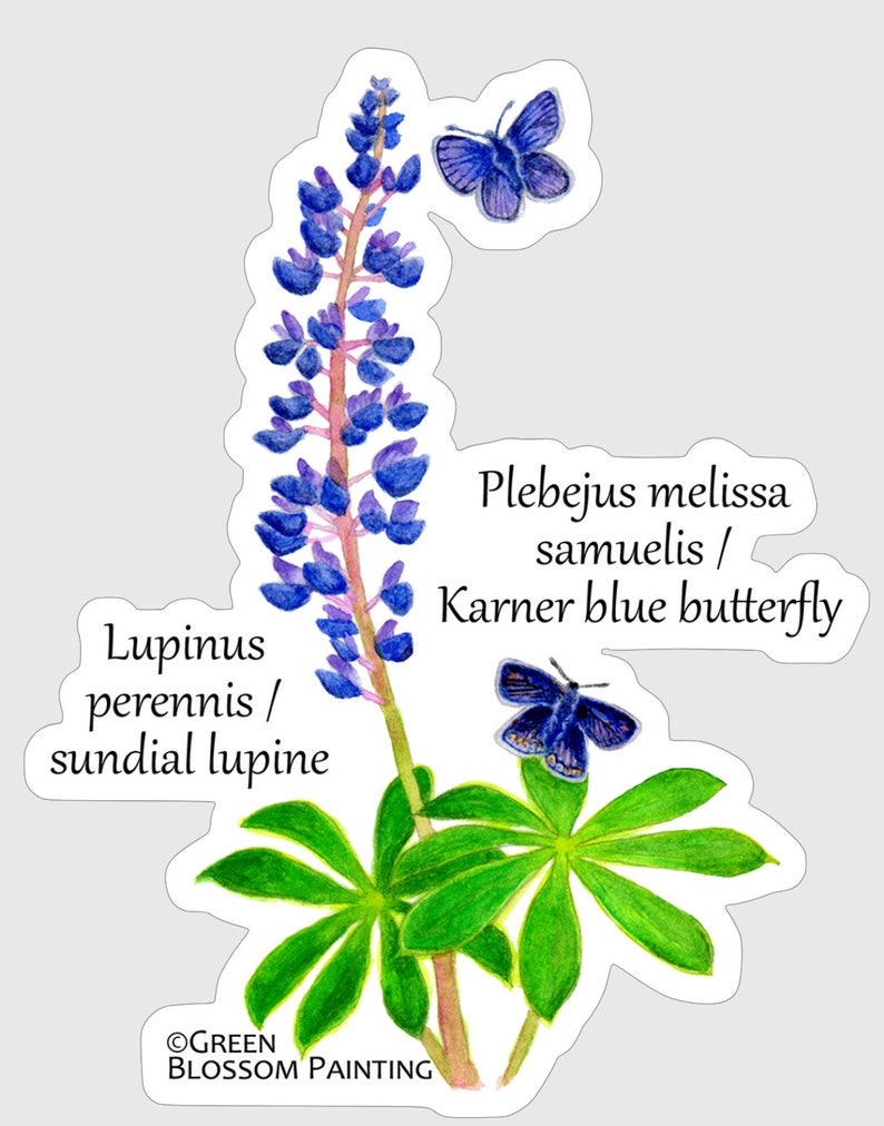 May include: A watercolour illustration of a blue Karner blue butterfly and a purple lupine flower with green leaves. The text "Lupinus perennis / sundial lupine" and "Plebejus melissa samuelis / Karner blue butterfly" is written below the image. The text "&copy;GREEN BLOSSOM PAINTING" is written at the bottom of the image.