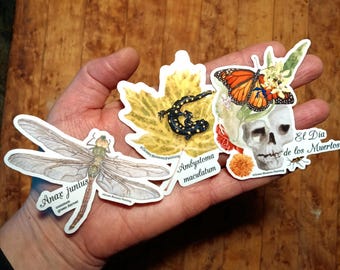 Migrant Stickers: Spotted Salamander, Monarch, Common Green Darner Dragonfly