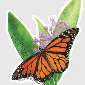 May include: A monarch butterfly with orange and black wings perched on a green leaf with purple flowers. The text "Danaus plexippus Asclepias syriaca" and "GREEN BLOSSOM PAINTING" are visible on the image.
