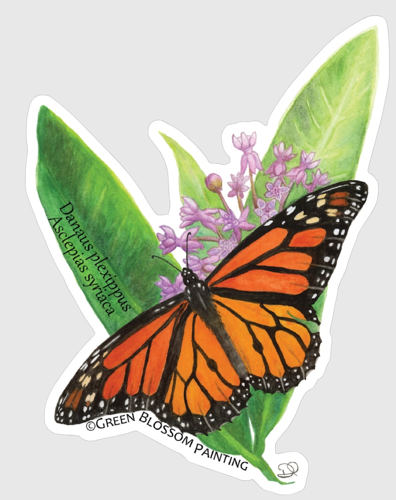 May include: A monarch butterfly with orange and black wings perched on a green leaf with purple flowers. The text "Danaus plexippus Asclepias syriaca" and "GREEN BLOSSOM PAINTING" are visible on the image.