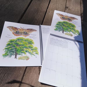May include: A calendar featuring a watercolor illustration of a moth on an oak tree. The calendar page is for February 2016. The text on the page reads "Oak Quercus" and "Regal Moth,  Royal Walnut Moth,  Citheronia regalis,  4-6 in."
