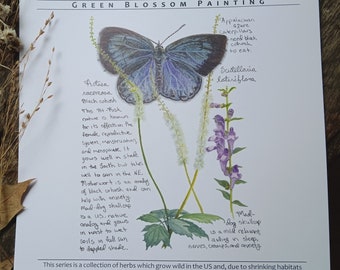 2024 Wall Calendar: Native Herbs to Nurture Series, watercolors by Daisy Hebb in collaboration with United Plant Savers, Rosemary Gladstar