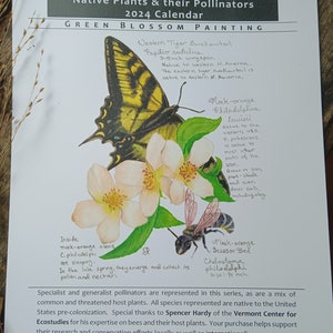 2024 Wall Calendar: Native Plants & their Pollinators (USA) - Hanging calendar with native bees