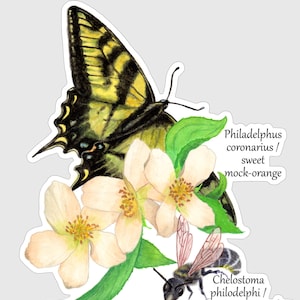 May include: A watercolour painting of a yellow and black swallowtail butterfly perched on a branch of white mock orange blossoms. A black and pink mock-orange scissor bee is also depicted on the branch. The text "Philadelphus coronarius / sweet mock-orange" and "Chelostoma philodelphi / mock-orange scissor bee" are written below the image. The text "OGREEN BLOSSOM PAINTING" is written in the lower left corner.