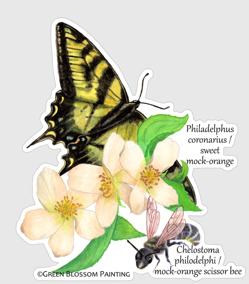 May include: A watercolour painting of a yellow and black swallowtail butterfly perched on a branch of white mock orange blossoms. A black and pink mock-orange scissor bee is also depicted on the branch. The text "Philadelphus coronarius / sweet mock-orange" and "Chelostoma philodelphi / mock-orange scissor bee" are written below the image. The text "OGREEN BLOSSOM PAINTING" is written in the lower left corner.