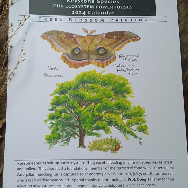 2024 Wall Calendar: Keystone Species, a Doug Tallamy collaboration - Hanging calendar, native species, butterflies, caterpillars, moths, edu