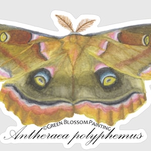 May include: A watercolour painting of a brown, yellow and pink Polyphemus moth with large, black eyes. The moth is depicted with its wings spread wide, and the painting is signed "Green Blossom Painting" and "Antheraea polyphemus".