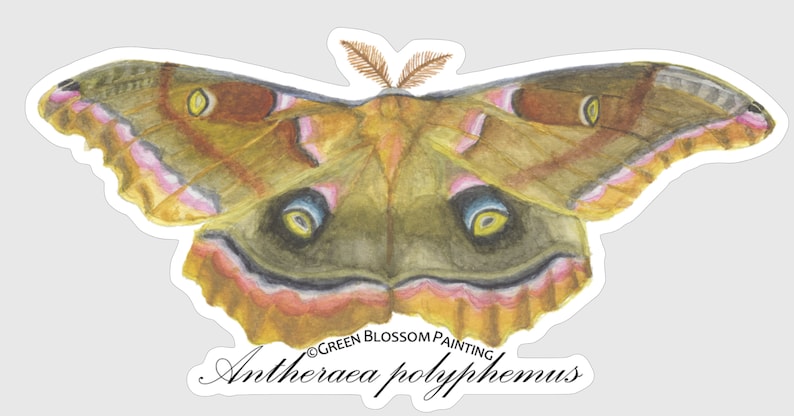 May include: A watercolour painting of a brown, yellow and pink Polyphemus moth with large, black eyes. The moth is depicted with its wings spread wide, and the painting is signed "Green Blossom Painting" and "Antheraea polyphemus".