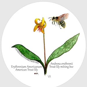 May include: A watercolour illustration of a yellow Erythronium Americanum, also known as the American Trout-lily, with a bee hovering nearby. The text "&copy;GREEN BLOSSOM PAINTING" and "Erythronium Americanum American Trout-lily" is visible below the flower. The text "Andrena erythronii Trout-lily mining bee" is visible below the bee.