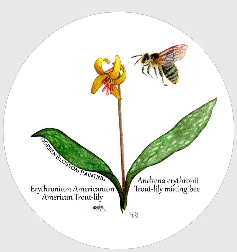 May include: A watercolour illustration of a yellow Erythronium Americanum, also known as the American Trout-lily, with a bee hovering nearby. The text "&copy;GREEN BLOSSOM PAINTING" and "Erythronium Americanum American Trout-lily" is visible below the flower. The text "Andrena erythronii Trout-lily mining bee" is visible below the bee.