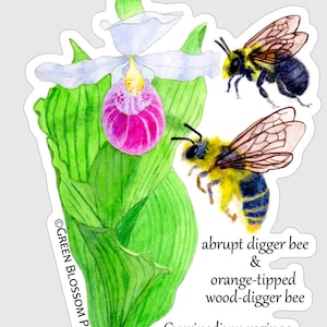 May include: A watercolour painting of a pink and white lady's slipper orchid with two bees. The bees are an abrupt digger bee and an orange-tipped wood-digger bee. The text "Cypripedium reginae showy lady's slipper" is below the flower. The text "OGREEN BLOSSOM PAINTING" is on the left side of the image.