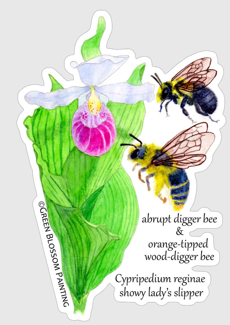 May include: A watercolour painting of a pink and white lady's slipper orchid with two bees. The bees are an abrupt digger bee and an orange-tipped wood-digger bee. The text "Cypripedium reginae showy lady's slipper" is below the flower. The text "OGREEN BLOSSOM PAINTING" is on the left side of the image.