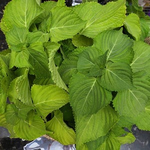 Fresh Japanese shiso leaves, 20 leaves pack.