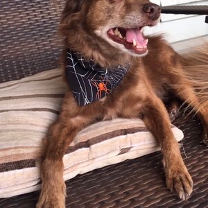 Op de afbeelding: Een bruine hond draagt een zwarte bandana met een wit spinnenwebontwerp en een oranje spin. De hond ligt op een gestreept kussen en lijkt te glimlachen. De hond ligt op een bruin geweven oppervlak.