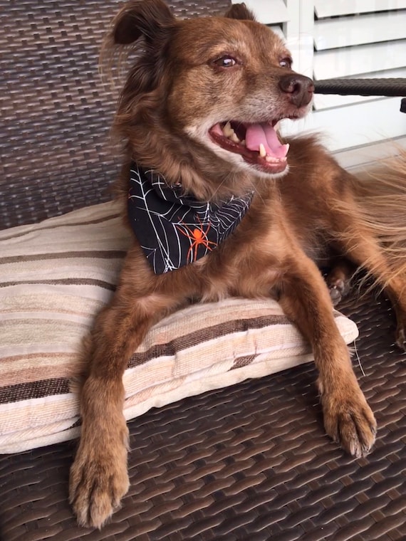 Halloween, Bandana, Spider Web, Dog, Realistic, Scary, Arachnophobia, Creepy, Holiday, Eerie