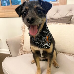 Op de afbeelding: Een kleine hond met zwart, bruin en bruin haar zit op een cr&egrave;mekleurige stoel. De hond draagt een zwarte bandana met een wit spinnenwebontwerp en een oranje spin. De hond heeft zijn tong uit en kijkt in de camera.