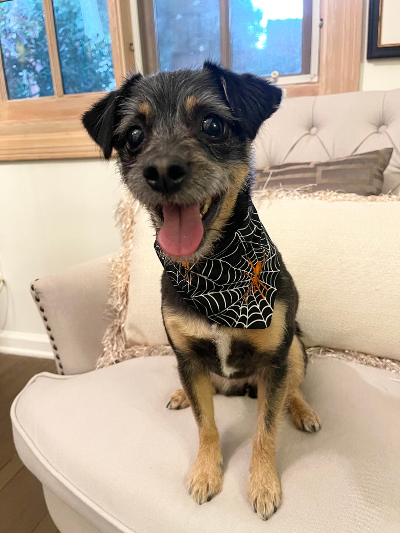 Op de afbeelding: Een kleine hond met zwart, bruin en bruin haar zit op een cr&egrave;mekleurige stoel. De hond draagt een zwarte bandana met een wit spinnenwebontwerp en een oranje spin. De hond heeft zijn tong uit en kijkt in de camera.